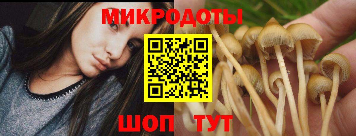 Галлюциногенные грибы Psilocybine cubensis Заинск